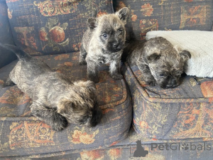 Zdjęcie №1. cairn terrier - na sprzedaż w Gottskär | negocjowane | Zapowiedź №169706