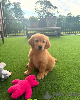 Zdjęcie №1. golden retriever - na sprzedaż w Bruksela | negocjowane | Zapowiedź №155486