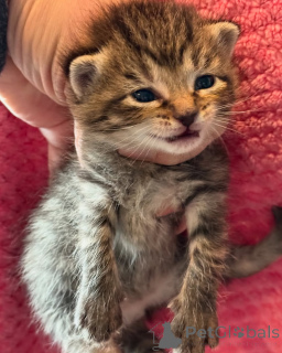 Zdjęcie №3. bengalski. Niemcy