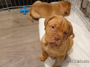 Zdjęcie №1. dog z bordeaux - na sprzedaż w Allensbach | 1674zł | Zapowiedź №171422