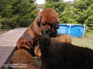 Zdjęcie №1. mastif tybetański - na sprzedaż w Samara | negocjowane | Zapowiedź №6688