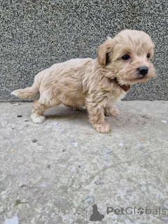 Zdjęcie №3. Mini Maltipoo. Serbia