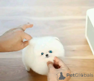 Zdjęcie №1. szpic miniaturowy - na sprzedaż w Bruksela | negocjowane | Zapowiedź №162798