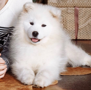 Zdjęcie №2 do zapowiedźy № 1087 na sprzedaż  samojed (rasa psa) - wkupić się Federacja Rosyjska prywatne ogłoszenie