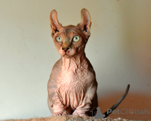 Zdjęcie №1. bambino - na sprzedaż w Legnica | 11959zł | Zapowiedź № 146284