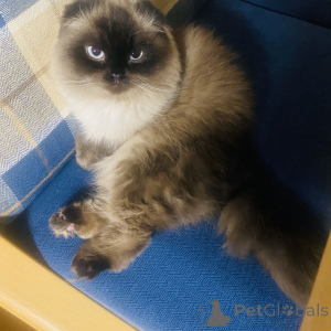 Zdjęcie №1. Usługi krycia - rasa: scottish fold. Cena - 478zł