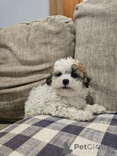 Zdjęcie №1. bichon frise, maltańczyk - na sprzedaż w Villach | 2392zł | Zapowiedź №144495