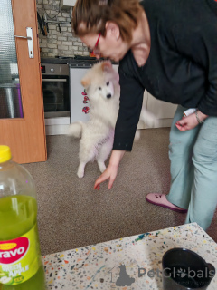 Zdjęcie №3. Samoiedu Welpen. Austria