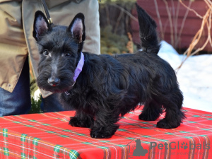 Zdjęcie №3. Szkockie szczenięta Terrier (Scotch Terrier). Federacja Rosyjska