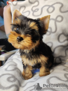 Zdjęcie №2 do zapowiedźy № 34224 na sprzedaż  yorkshire terrier - wkupić się Serbia hodowca