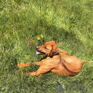 Zdjęcie №4. Sprzedam rhodesian ridgeback w Sprimont. hodowca - cena - 7893zł