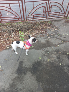 Zdjęcie №1. buldog francuski - na sprzedaż w Glasgow | negocjowane | Zapowiedź №151725