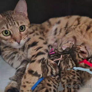 Zdjęcie №2 do zapowiedźy № 167265 na sprzedaż  kot bengalski - wkupić się Niemcy prywatne ogłoszenie