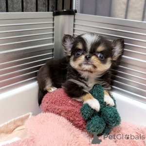Zdjęcie №3. Chihuahua dostępny do adopcji, skontaktuj się z firmą WhatsApp 447450021323. Finlandia