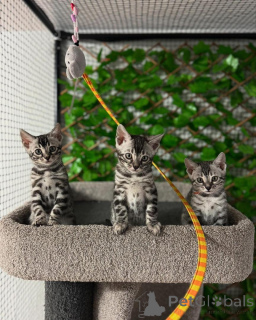 Zdjęcie №1. kot bengalski - na sprzedaż w Lozanna | 3588zł | Zapowiedź № 152705