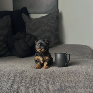 Zdjęcie №3. Szczeniak Yorkshire Terrier (Yorkie) dostępny do adopcji. Republika Czeska