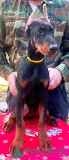 Zdjęcie №2 do zapowiedźy № 77500 na sprzedaż  doberman - wkupić się Serbia 