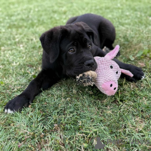 Zdjęcie №3. Piękne szczenięta Cane Corso o szlachetnym duchu i delikatnym uczuciu. Polska