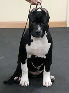 Dodatkowe zdjęcia: Szczenięta American Staffordshire Terrier