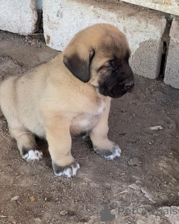 Zdjęcie №2 do zapowiedźy № 158698 na sprzedaż  pies nierasowy - wkupić się Australia hodowca