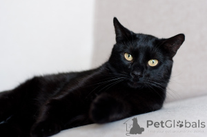 Zdjęcie №2 do zapowiedźy № 138828 na sprzedaż   - wkupić się Białoruś 