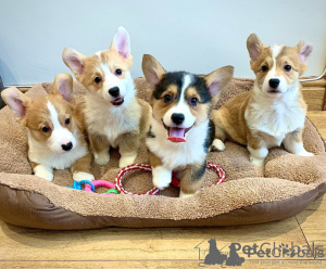 Zdjęcie №2 do zapowiedźy № 176178 na sprzedaż  welsh corgi - wkupić się Monaco 