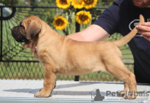 Dodatkowe zdjęcia: Szczenięta Cane Corso