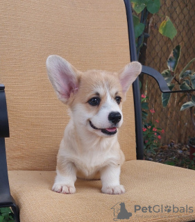 Dodatkowe zdjęcia: Pembroke Welsh Corgi szczenięta