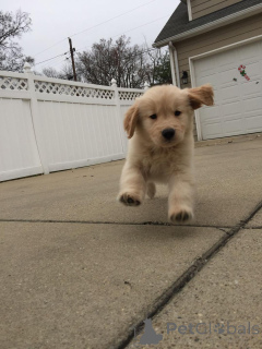 Zdjęcie №3. Urocze szczenięta golden retrievera do adopcji v. Polska