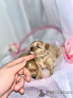 Zdjęcie №1. maltipu - na sprzedaż w Abu Dabi | 7175zł | Zapowiedź №163303