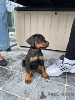 Zdjęcie №4. Sprzedam doberman w Wilno. prywatne ogłoszenie, hodowca - cena - 5979zł