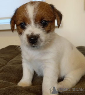 Dodatkowe zdjęcia: Szczenięta Jack Russell Terrier