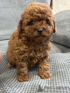 Zdjęcie №1. pudel (zabawka) - na sprzedaż w Kijów | 8610zł | Zapowiedź №159960