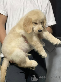 Zdjęcie №3. Adorables chiots Golden Retriever cherchent des familles aimantes.. Francja