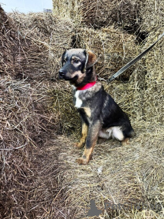 Zdjęcie №2 do zapowiedźy № 139213 na sprzedaż  pies nierasowy - wkupić się Federacja Rosyjska 