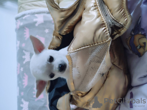 Zdjęcie №3. Mini Chihua. Niemcy