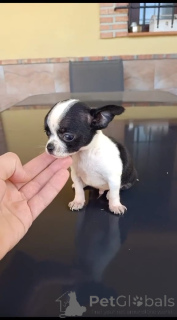 Zdjęcie №1. chihuahua (rasa psów) - na sprzedaż w Miasto Quebec | negocjowane | Zapowiedź №168094