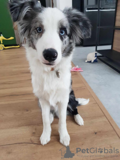 Zdjęcie №3. Border Collie / Blue merle / Typ Show / samiec / FCI / ZKwP. Polska