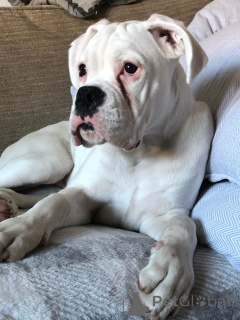 Zdjęcie №4. Sprzedam bokser w Limbourg. prywatne ogłoszenie, hodowca - cena - 2392zł