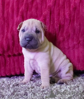 Dodatkowe zdjęcia: Dzieci Shar Pei