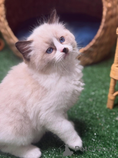 Zdjęcie №3. Miękka, słodka i pełna słońca Daisy rozjaśni każdy zakątek Twojego serca.. Szwecja