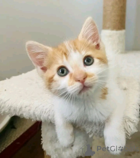 Zdjęcie №2 do zapowiedźy № 160941 na sprzedaż  kot domowy - wkupić się Finlandia prywatne ogłoszenie, hodowca