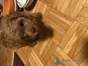 Zdjęcie №2 do zapowiedźy № 145000 na sprzedaż  pudel (krasnolud) - wkupić się Szwajcaria prywatne ogłoszenie