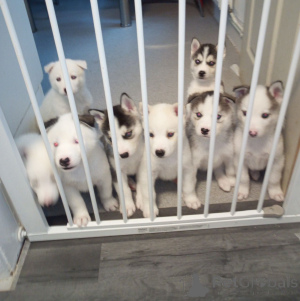 Zdjęcie №3. Szczenięta Alaskan Malamute. Belgia