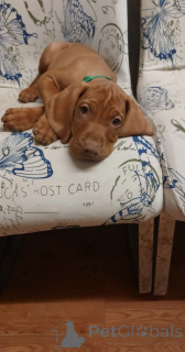 Zdjęcie №2 do zapowiedźy № 166495 na sprzedaż  wyżeł węgierski krótkowłosy - wkupić się Niemcy prywatne ogłoszenie