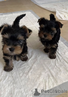 Zdjęcie №1. yorkshire terrier - na sprzedaż w Wolverhampton | 1632zł | Zapowiedź №121635