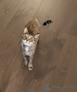 Zdjęcie №3. Urocza Łasica. Białoruś