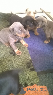 Zdjęcie №3. Szczenięta Dobermanów. Belgia