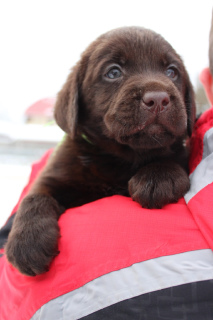 Zdjęcie №2 do zapowiedźy № 4011 na sprzedaż  labrador retriever - wkupić się Federacja Rosyjska hodowca