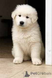 Zdjęcie №1.  - na sprzedaż w Kijów | negocjowane | Zapowiedź №146698